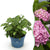 Bauernhortensie ‚Endless Summer The Original Pink' – Hydrangea macrophylla – 1 Stück