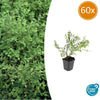 Korallenbeere ‚Hancock' – Symphoricarpos chenaultii