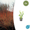 Roter Hartriegel ‚Midwinter Fire' – Cornus sanguinea – 6 Stück