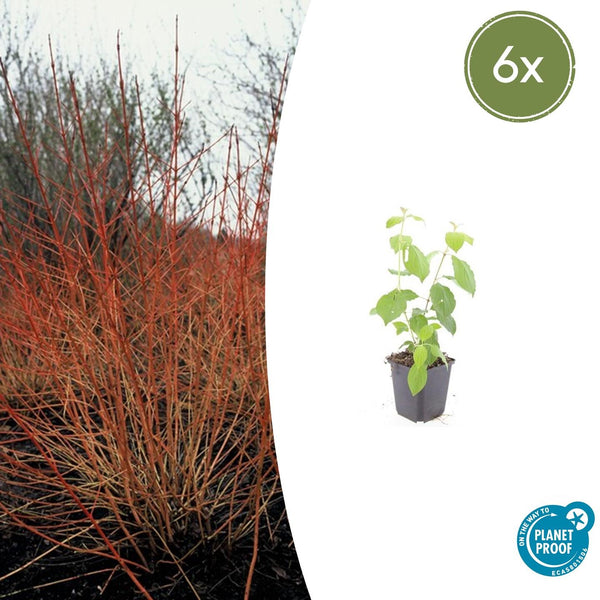 Roter Hartriegel ‚Midwinter Fire' – Cornus sanguinea – 6 Stück