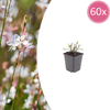 Prachtkerze ‚Whirling Butterflies' – Gaura lindheimeri