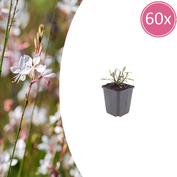 Prachtkerze ‚Whirling Butterflies' – Gaura lindheimeri
