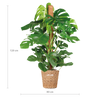 Fensterblatt – Monstera Deliciosa XL – ↕ 120 cm – Ø 24 cm | Torun-Korb