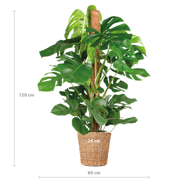 Fensterblatt – Monstera Deliciosa XL – ↕ 120 cm – Ø 24 cm | Torun-Korb