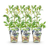 Heidelbeere ‚Bluegold' – Vaccinium corymbosum – Ansicht 2