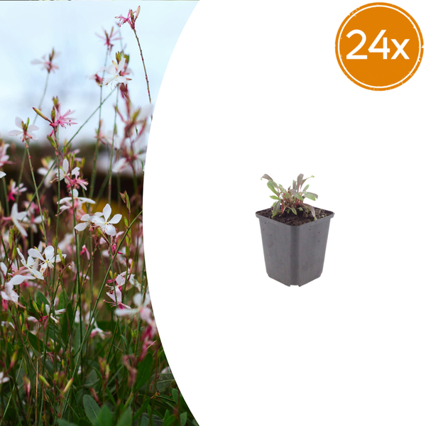 Prachtkerze ‚Siskiyou Pink' – Gaura lindheimeri