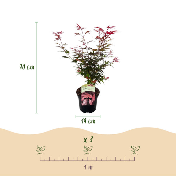 Japanischer Ahorn ‚Shaina' – Acer palmatum – Ansicht 3