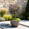 Zwergflieder ‚Palibin' – Syringa meyeri – Ansicht 5