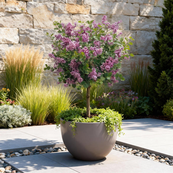Zwergflieder ‚Palibin' – Syringa meyeri – Ansicht 5