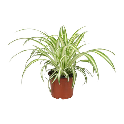 Grünlilie – Chlorophytum comosum