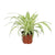 Grünlilie – Chlorophytum comosum