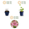 Sterndolde – Astrantia major – Ansicht 4