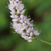 Wiesenknöterich ‚Superba' – Persicaria bistorta – Ansicht 8