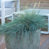 Blauschwingel ‚Elijah Blue' – Festuca glauca – Ansicht 6