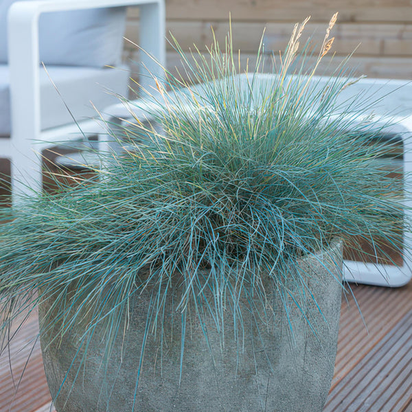 Blauschwingel ‚Elijah Blue' – Festuca glauca – Ansicht 6