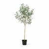 Kunstpflanze Eukalyptus (Eucalyptus)