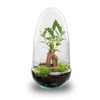 Flaschengarten-Set „Egg" – Bonsai im Glas