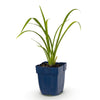 Taglilie ‚Mauna Loa' – Hemerocallis – Ansicht 2