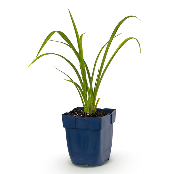 Taglilie ‚Mauna Loa' – Hemerocallis – Ansicht 2