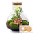 Terrarium-Set „Sam XL Bonsai" – DIY-Pflanzenterrarium mit Licht