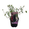 Schmetterlingsstrauch ‚Tricolour' – Buddleja davidii – Ansicht 2