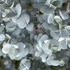 Eukalyptus-Stämmchen ‚Azura' – Eucalyptus gunnii – Ansicht 4