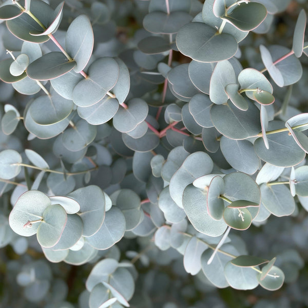 Eukalyptus-Stämmchen ‚Azura' – Eucalyptus gunnii – Ansicht 4