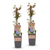 Heidelbeere ‚Jersey' – Vaccinium corymbosum – Ansicht 2