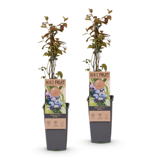 Heidelbeere ‚Jersey' – Vaccinium corymbosum – Ansicht 2
