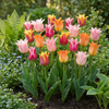 Tulpe ‚Ballade Mix' – Tulipa – Ansicht 2