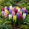 Hyazinthe Mischung – Hyacinthus orientalis – Ansicht 2