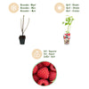 Himbeere ‚Ottawa' – Rubus idaeus – Ansicht 9
