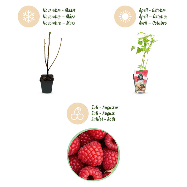 Himbeere ‚Ottawa' – Rubus idaeus – Ansicht 9