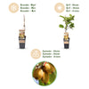Kiwi ‚Weiki & Golden Kiwi' – Actinidia arguta – Ansicht 4