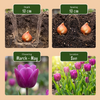 Blumenzwiebel-Set „Bulb Garden Mix" – bunte Sommerblüher-Mischung – Ansicht 4