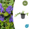Kleines Immergrün ‚Argenteovariegata' – Vinca minor – 6 Stück
