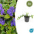 Kleines Immergrün ‚Argenteovariegata' – Vinca minor – 6 Stück