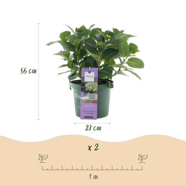 Bauernhortensie ‚Magical Jewel Blue' – Hydrangea macrophylla – Ansicht 3