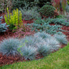 Blauschwingel ‚Intense Blue' – Festuca glauca – Ansicht 4