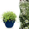 Kriech-Thymian ‚Albiflorus' – Thymus praecox – 1 Stück