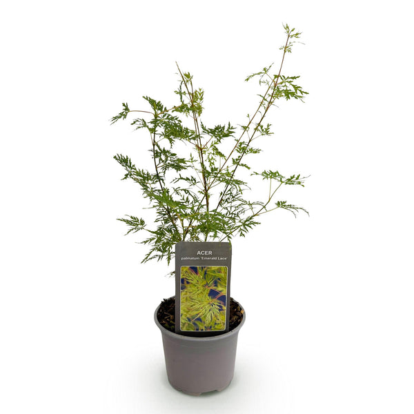 Fächerahorn ‚Emerald Lace' – Acer palmatum – Ansicht 2
