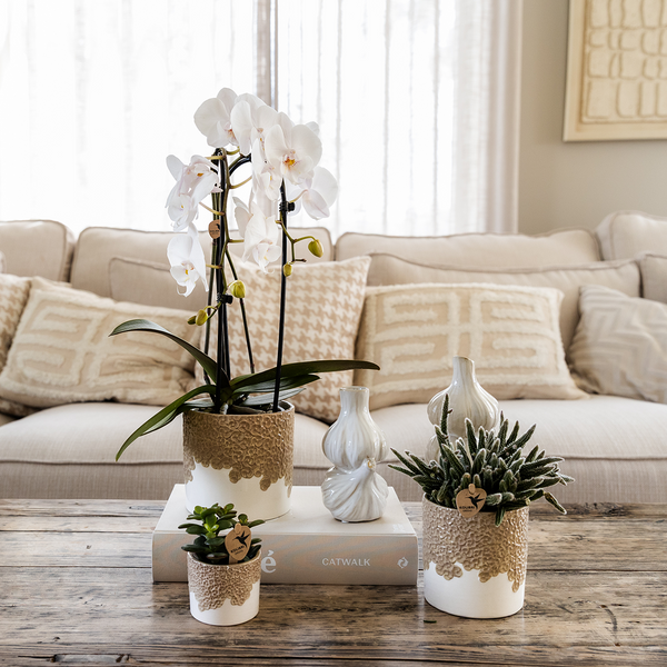 Pflanzen-Set „Bloom Sand" – Orchidee ‚Niagara Falls' mit Grünpflanzen – Ansicht 4