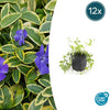 Kleines Immergrün ‚Aureovariegata' – Vinca minor