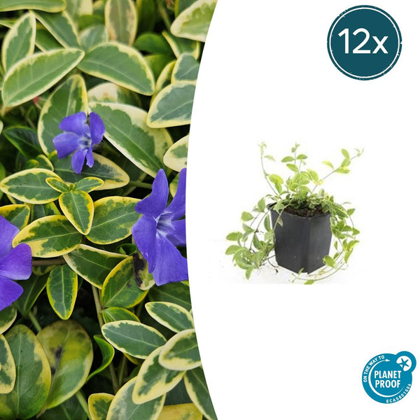 Kleines Immergrün ‚Aureovariegata' – Vinca minor