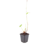 Wiesenknöterich ‚Superba' – Persicaria bistorta – Ansicht 2