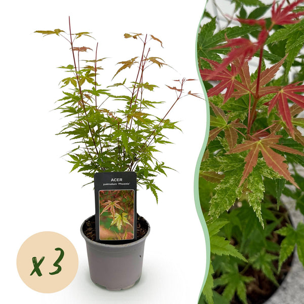 Fächerahorn ‚Phoenix' – Acer palmatum