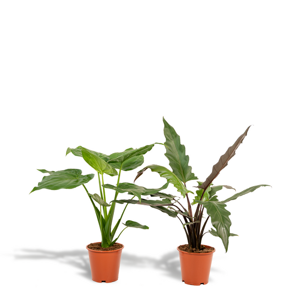 Alocasia-Set „Duo Cucullata & Lauterbachiana" – Alocasia cucullata und Alocasia lauterbachiana