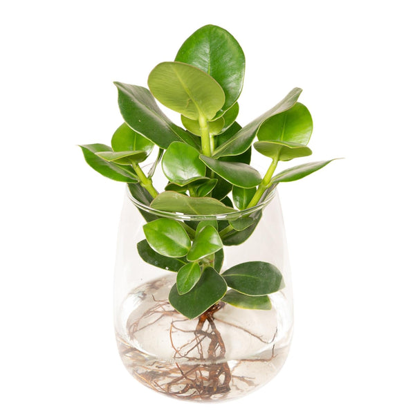 Clusia rosea