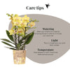 Schmetterlingsorchidee ‚Blossom Albenga' – Phalaenopsis – Ansicht 9