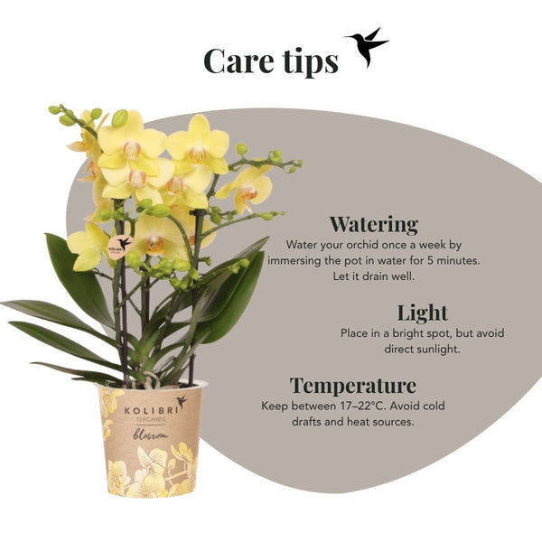 Schmetterlingsorchidee ‚Blossom Albenga' – Phalaenopsis – Ansicht 9